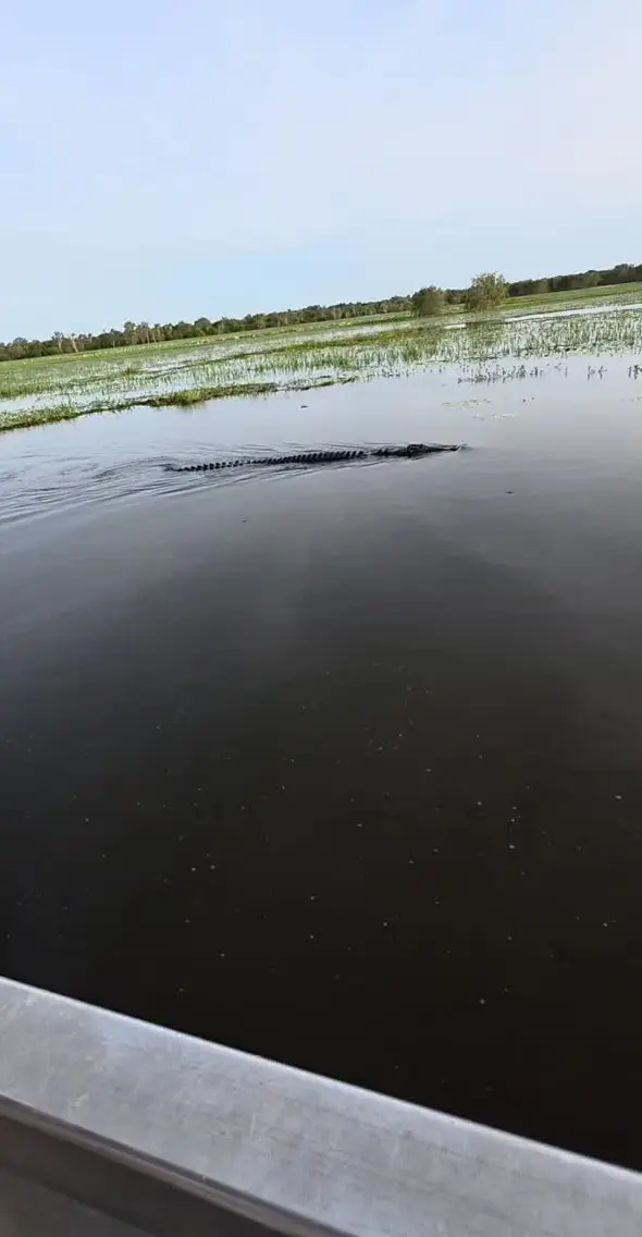australian crocodile species comparison