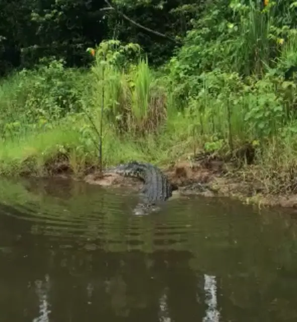 australian crocodile species comparison