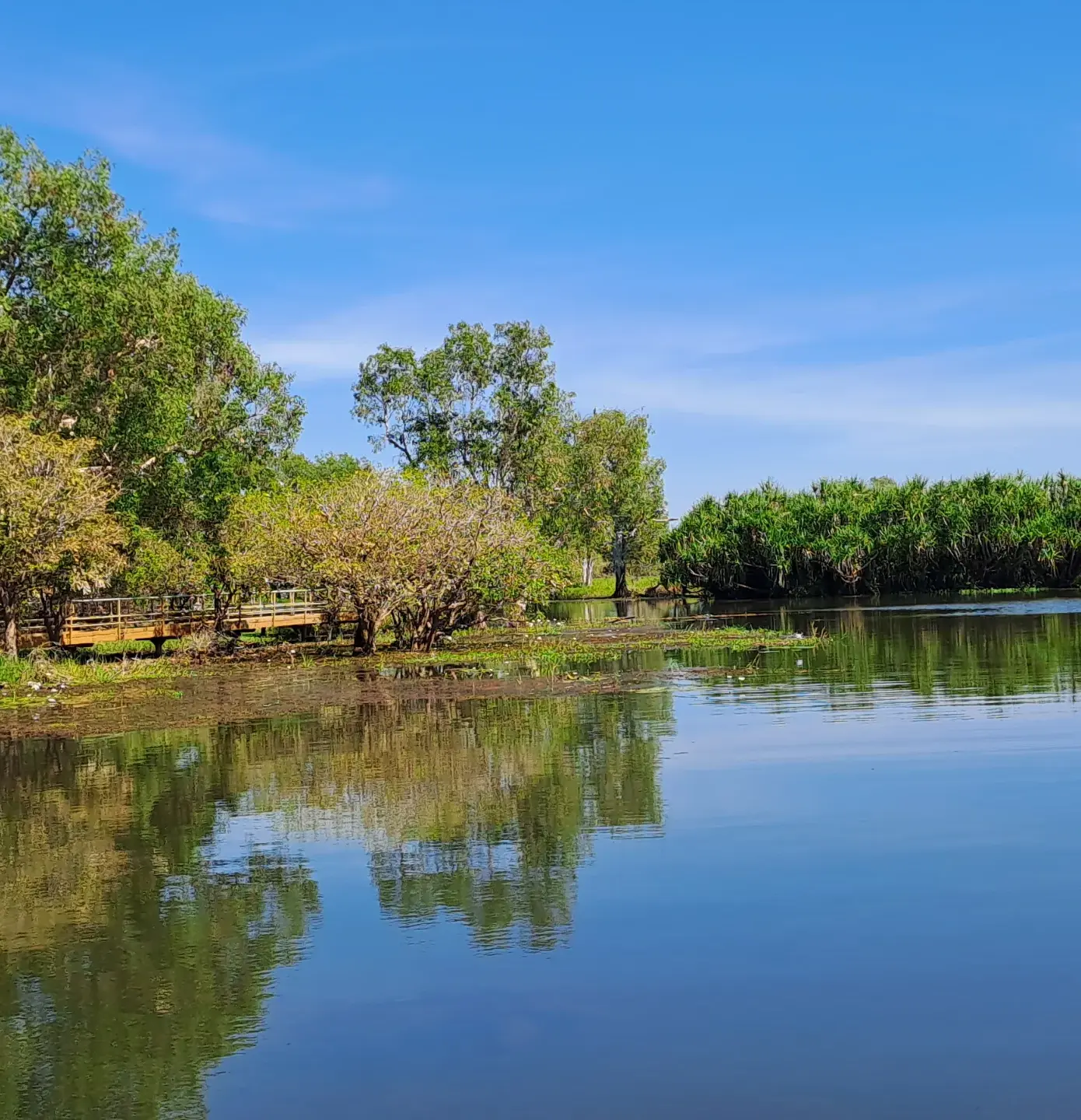 australian crocodile species differences