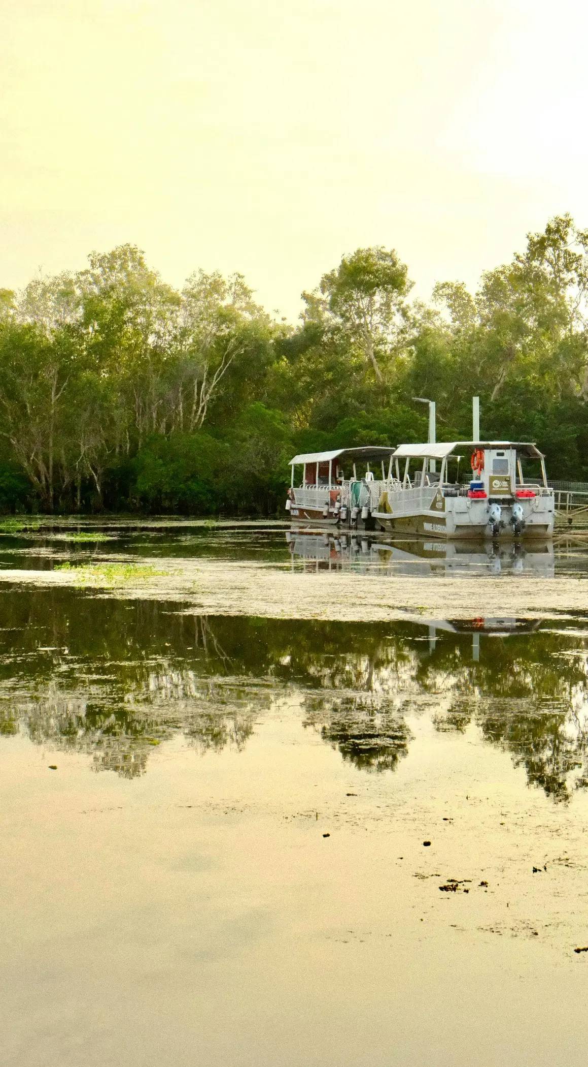 australian freshwater crocodile habitat