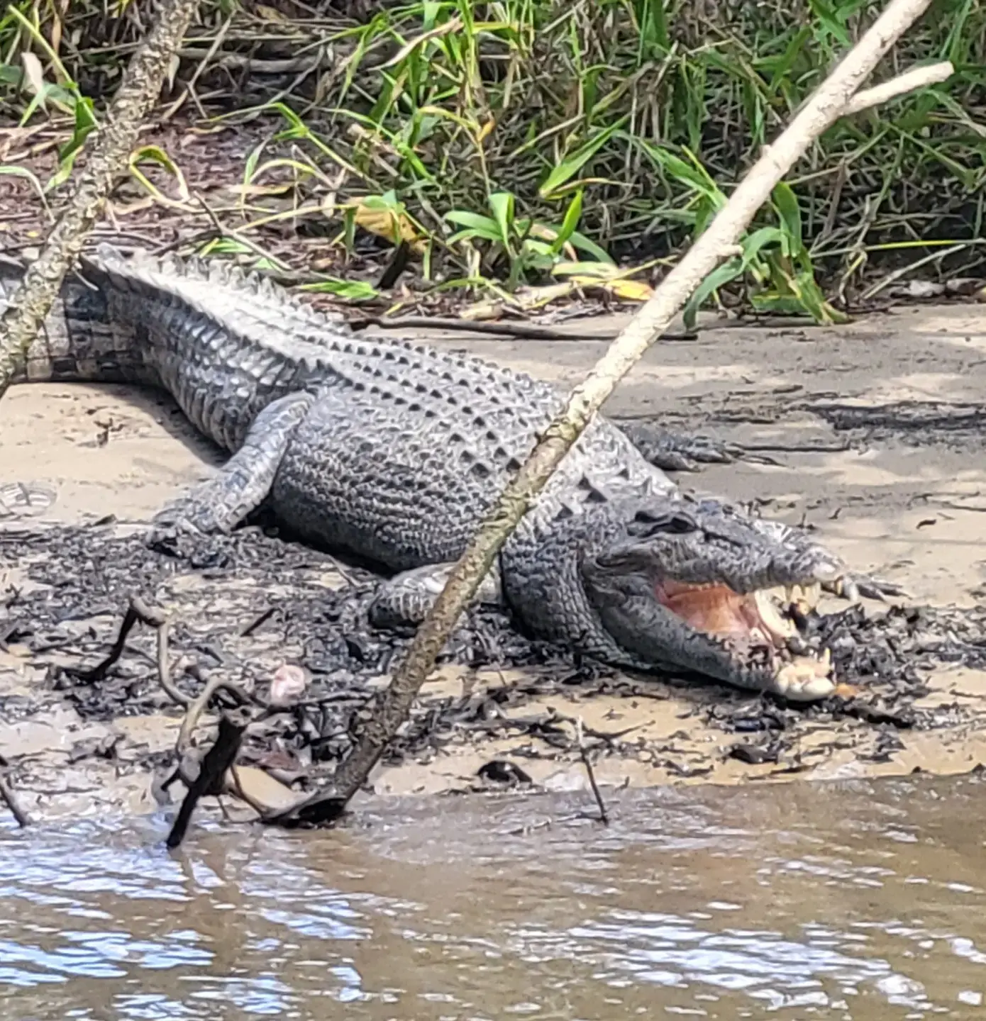 australian saltwater crocodile habitat