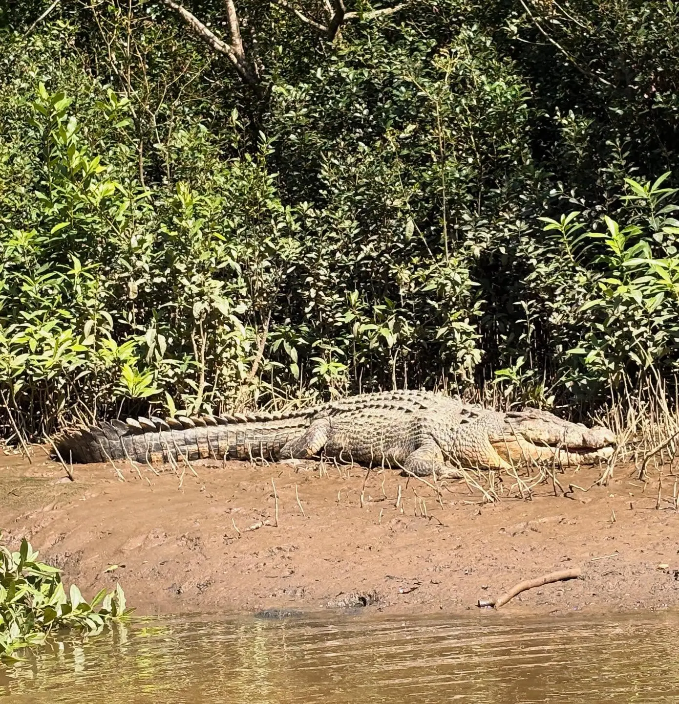 crocodile behavior in northern australia