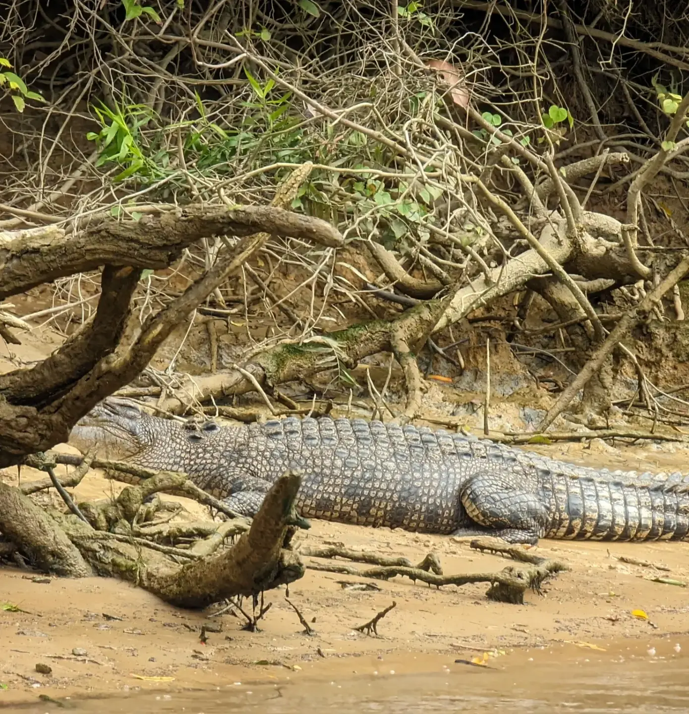 crocodile conservation efforts australia