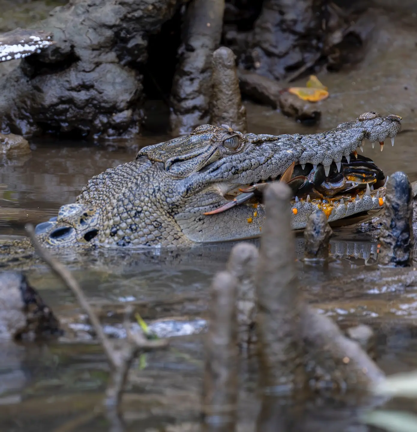 freshwater crocodile size comparison