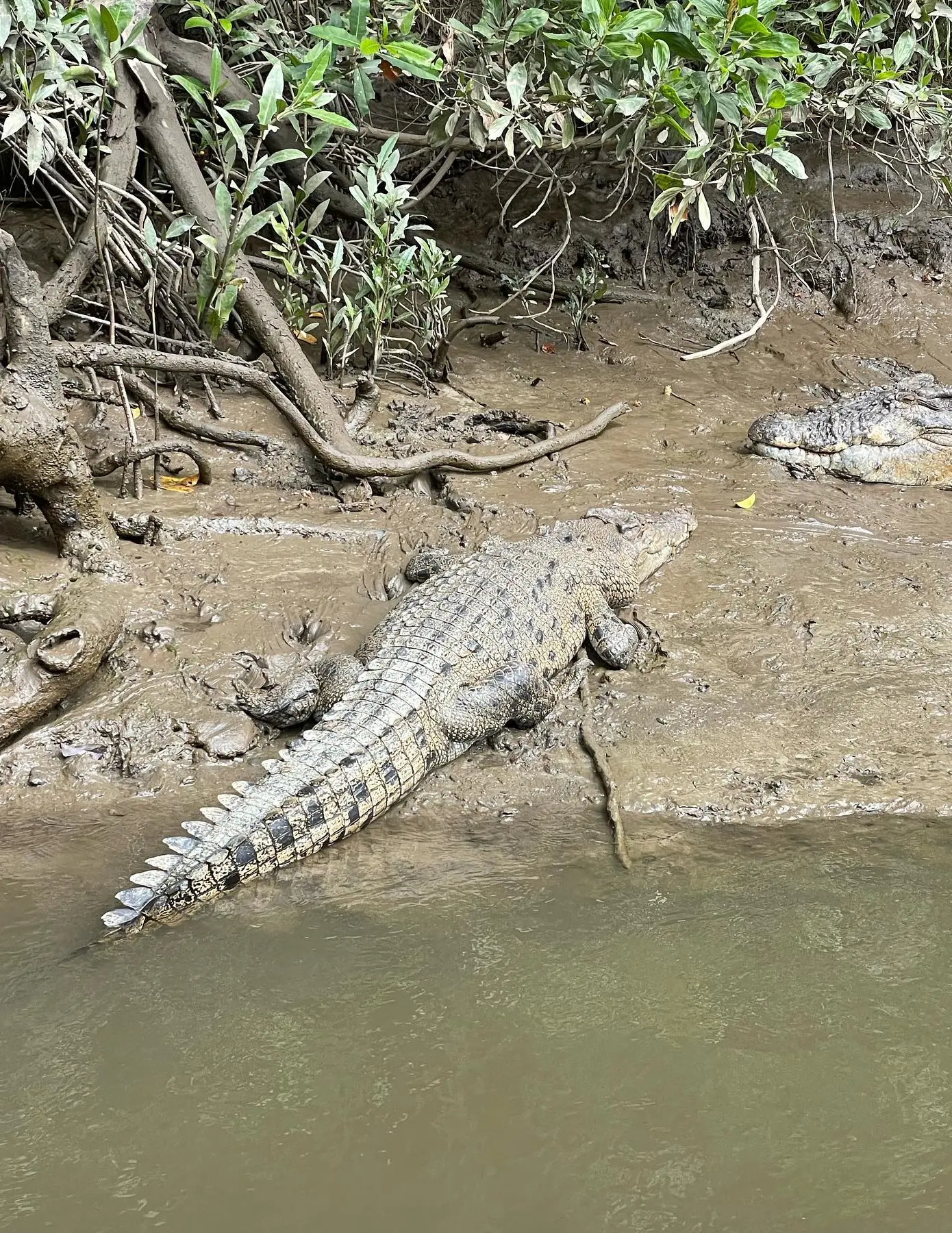freshwater crocodile snout shape