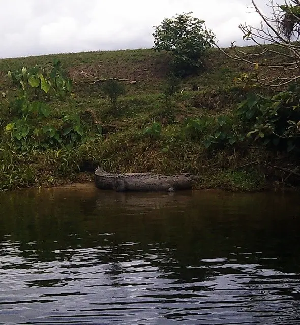 freshwater crocodile thin snout