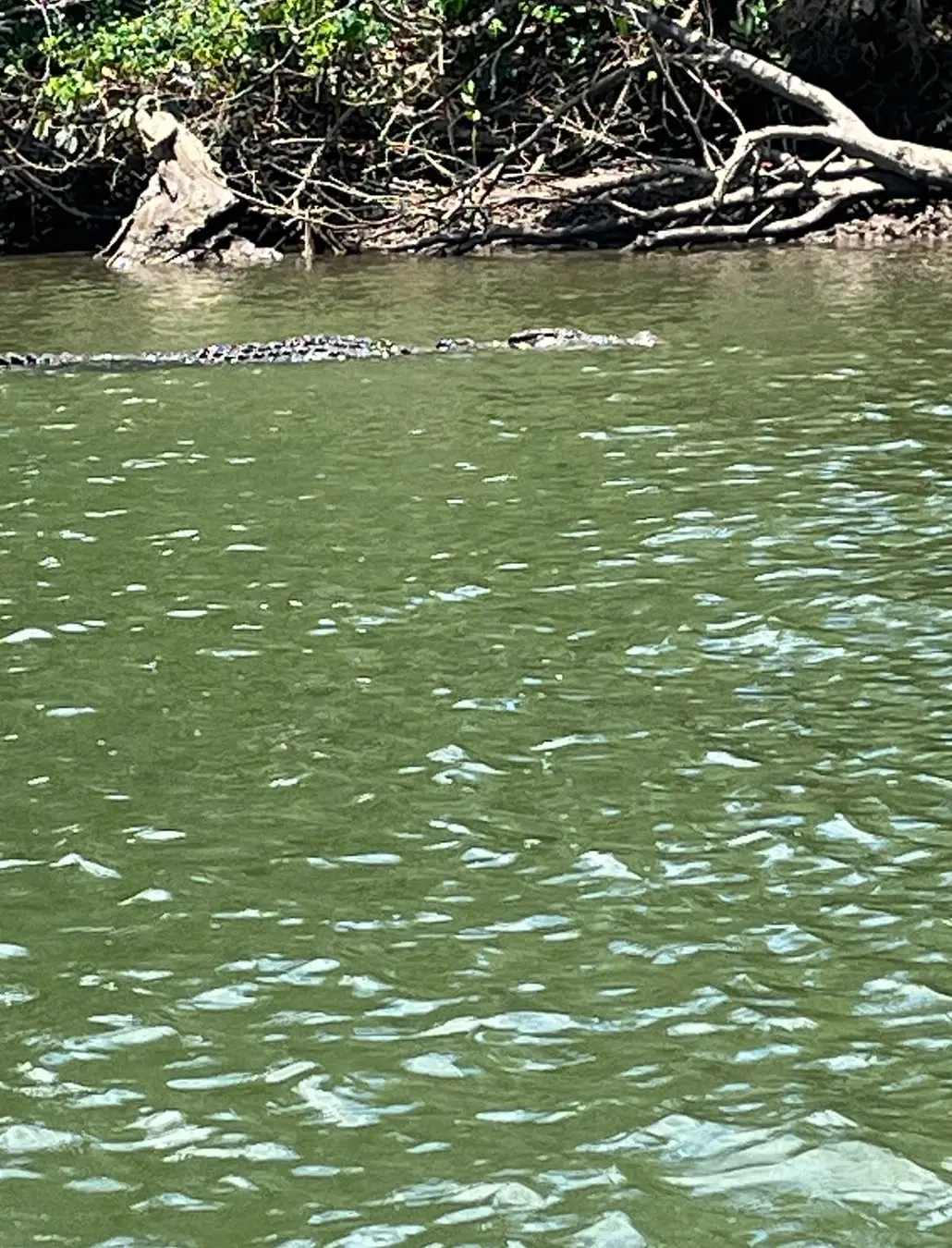 saltwater crocodile in australia